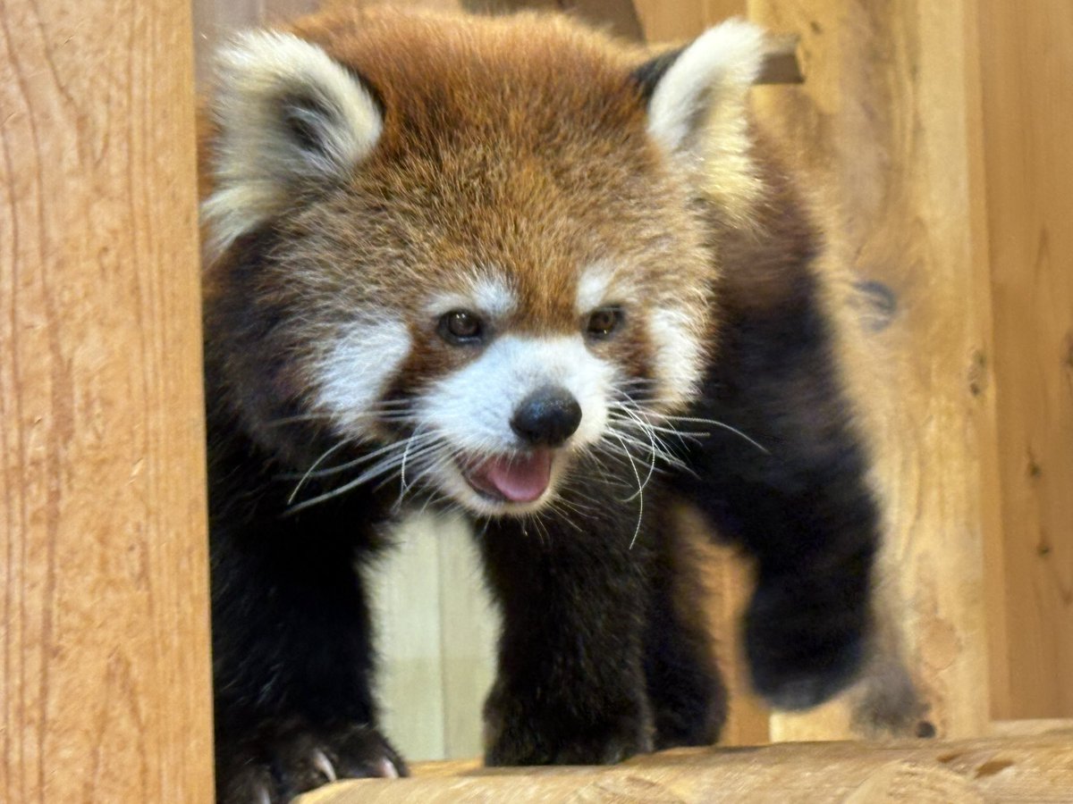 nishiyama_zoo's tweet image. 休園日の過ごし方
たいようくん
気持ち良さそうにお昼寝しています。
モッチーくん
何周もして動き回っています。
#鯖江市西山動物園
#レッサーパンダ
#たいよう #モッチー
#休園日