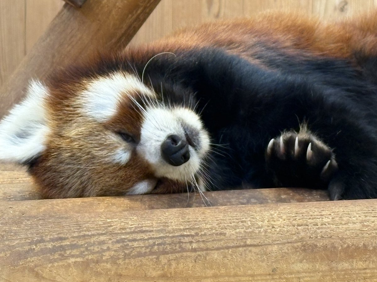 nishiyama_zoo's tweet image. 休園日の過ごし方
たいようくん
気持ち良さそうにお昼寝しています。
モッチーくん
何周もして動き回っています。
#鯖江市西山動物園
#レッサーパンダ
#たいよう #モッチー
#休園日