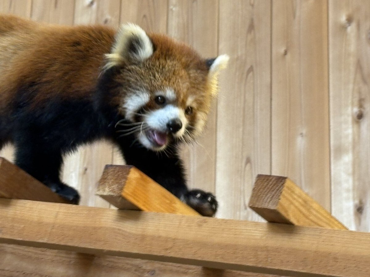 nishiyama_zoo's tweet image. 休園日の過ごし方
たいようくん
気持ち良さそうにお昼寝しています。
モッチーくん
何周もして動き回っています。
#鯖江市西山動物園
#レッサーパンダ
#たいよう #モッチー
#休園日