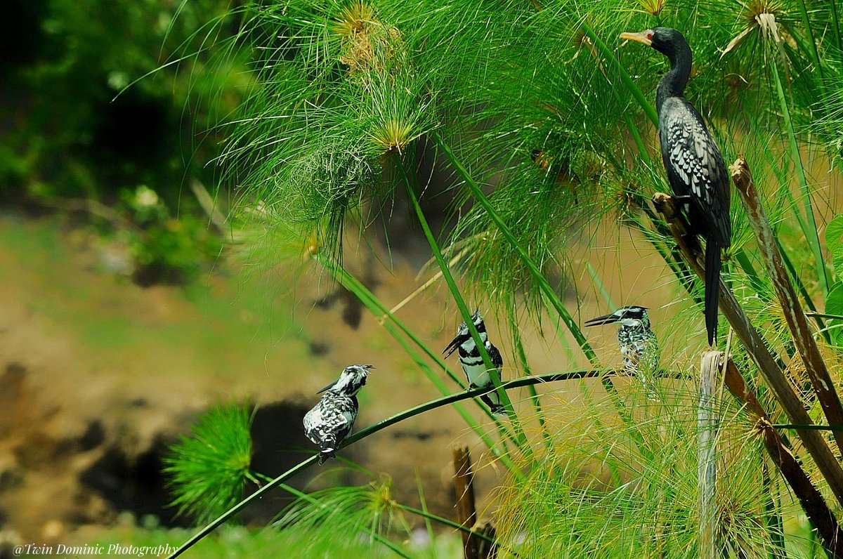 New Era Safari (@new_era_safari) on Twitter photo Discover the stunning wildlife beauty where every moment is a masterpiece of nature.
For bookings contact us on+256 746558929
Email: info@newerasafaris.com
Website: newerasafari.com Discover the stunning wildlife beauty where every moment is a masterpiece of nature.
For bookings contact us on+256 746558929
Email: info@newerasafaris.com
Website: newerasafari.com