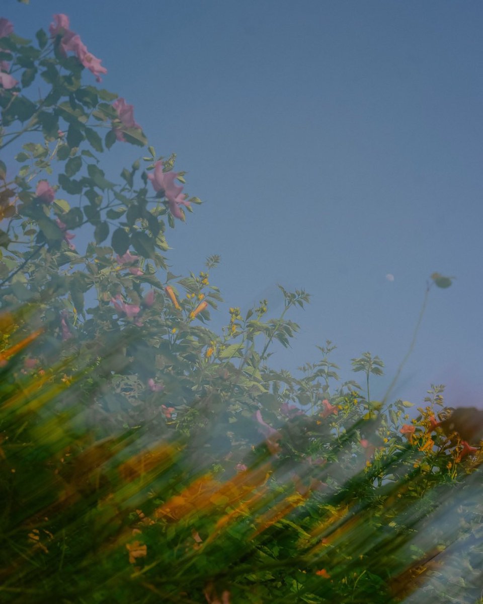 Isarusphoto's tweet image. Breeze.
double exposure, 2025