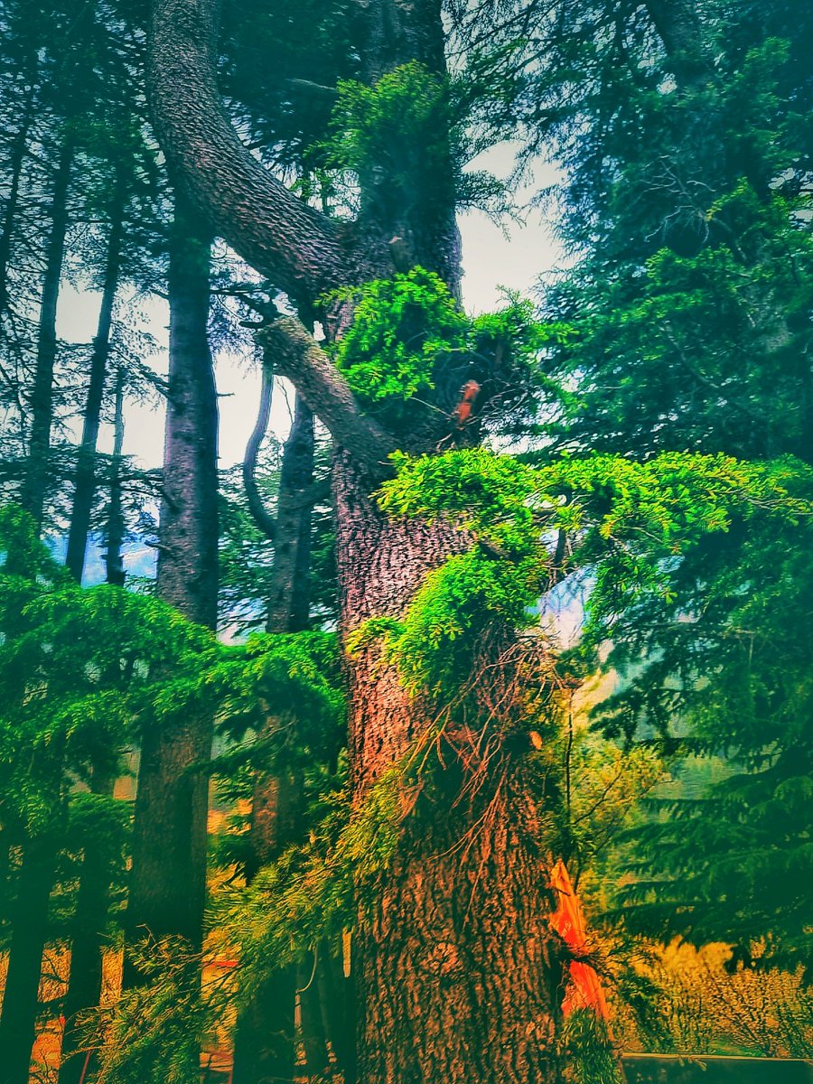 Saphhire_Fire's tweet image. In every leaf, in every breeze
She whispers peace
She breathes with ease...

With pure love, in open air
Where hearts entwine with gentle care
From selfless bonds that softly bloom
The Earth inhales, dispelling gloom..

#ThickTrunkTuesday #Treeart #Treeclub
@keeper_of_books