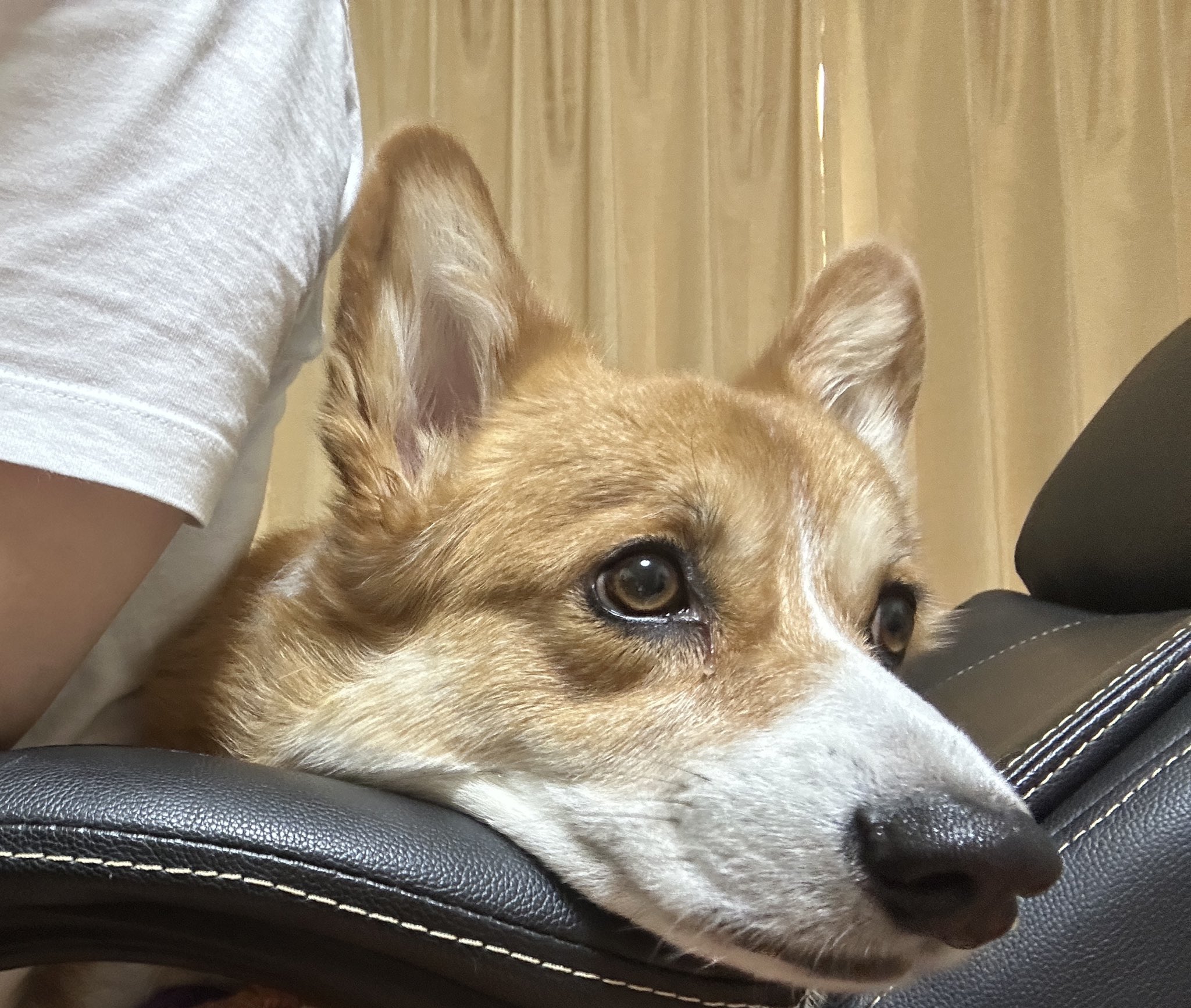 yqyさん　成犬 銀太母ちゃん on X: 