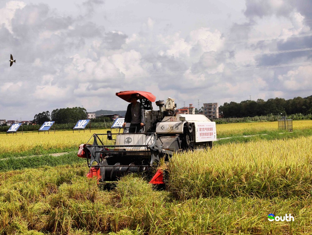 thisisGBA's tweet photo. #Maoming | Golden waves ripple across Maoming's Gaozhou 🌾🌾 as 420,000 mu (69,000 acres) of early-season rice — the yield of #Guangdong's top grain county, dubbed the "Granary of Western Guangdong" 🏆🌾 — are harvested by humming machinery 🚜💨, filling barns with plump kernels under midsummer's blaze ☀️🔥. 

https://t.co/qVDgdLiBRo

#HarvestSeason #RiceFields #AgriculturalWonders 🌍🌱