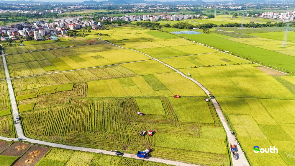 thisisGBA's tweet photo. #Maoming | Golden waves ripple across Maoming's Gaozhou 🌾🌾 as 420,000 mu (69,000 acres) of early-season rice — the yield of #Guangdong's top grain county, dubbed the "Granary of Western Guangdong" 🏆🌾 — are harvested by humming machinery 🚜💨, filling barns with plump kernels under midsummer's blaze ☀️🔥. 

https://t.co/qVDgdLiBRo

#HarvestSeason #RiceFields #AgriculturalWonders 🌍🌱