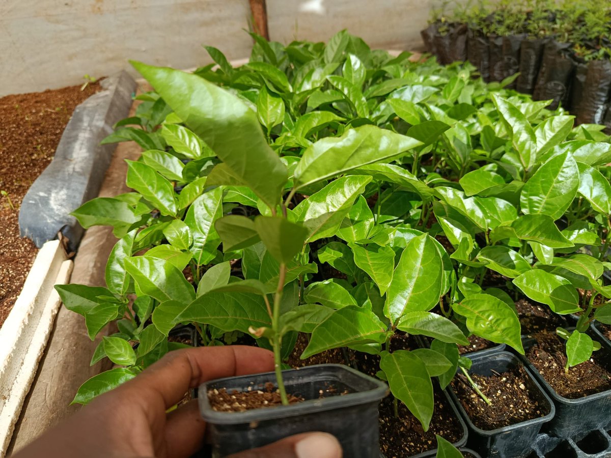 Zionseedlings's tweet image. Grow your own slice of sunshine! Our vibrant yellow passion fruit seedlings are ready to thrive, bringing delicious, tangy-sweet fruit right to your backyard. Easy to plant, rewarding to harvest. Get yours today and taste the difference! #PassionFruit #HomeGarden #YellowPassion