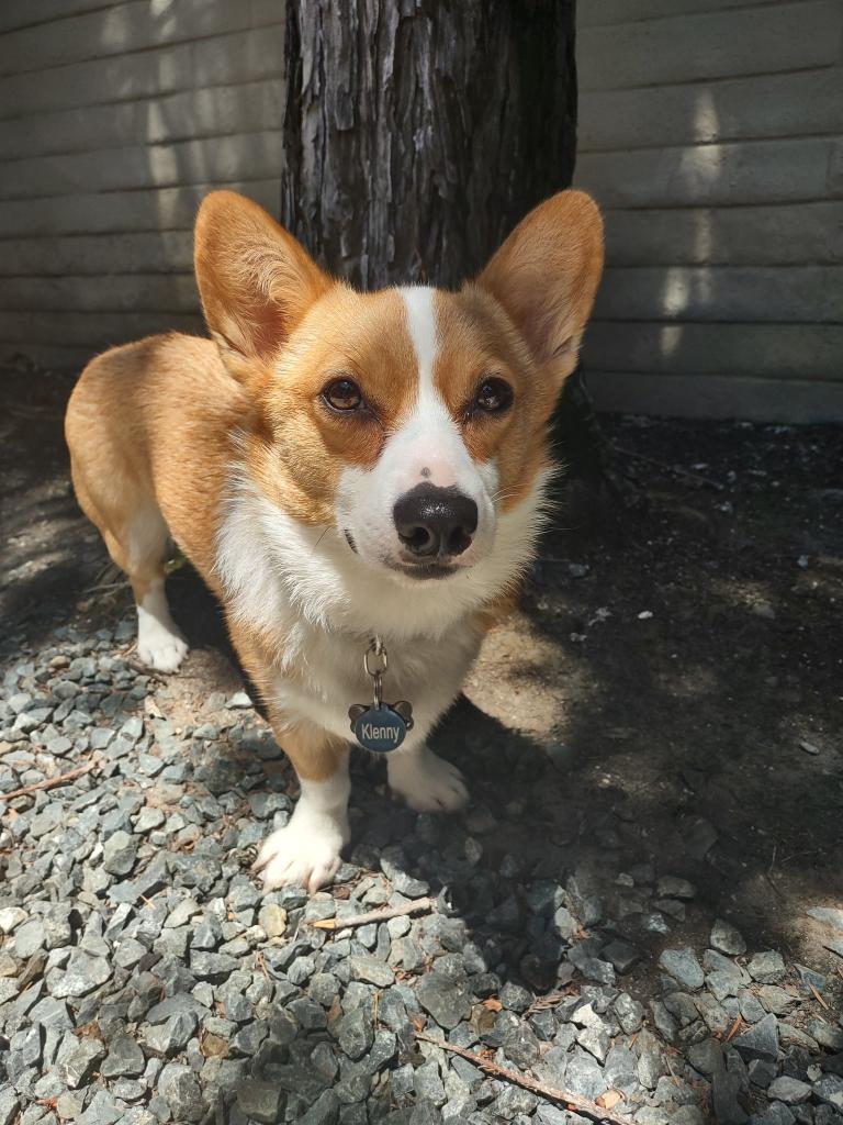 CorgiHugsClub's tweet image. Hello Klennyfans! Klenny is up five followers since I last counted! That's 1106 followers! So here's another super cute Monday Klenny by the redwoods! #Klennies