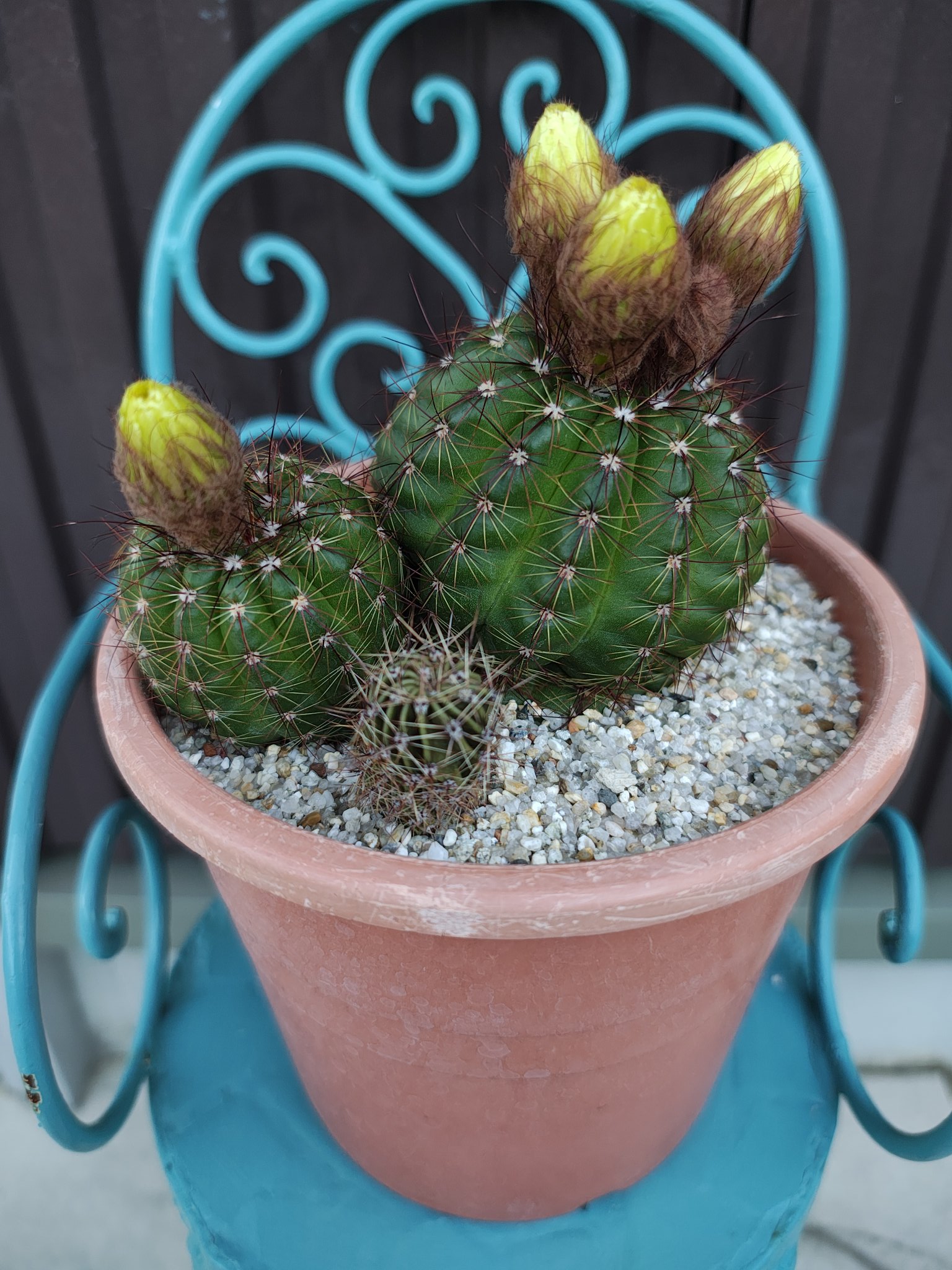 サボテンの花 - البحث / X