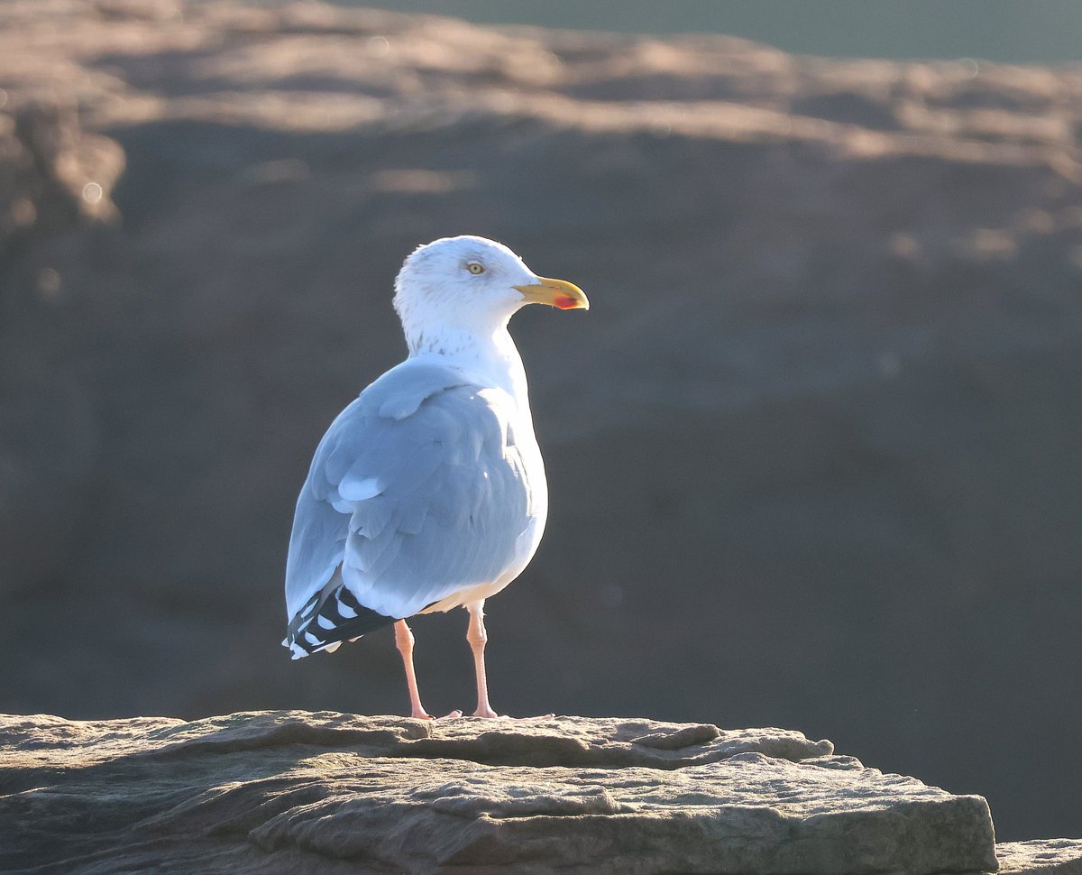 tom_mckinney's tweet image. It was a harbour full of Herring Gulls for the dawn chorus today in Breakfast @bbcradio3. Here's one at Hilbre Island on the Wirral. Plus there's Bach Before 7, Mozart Before 8 and Elgar Before 9.