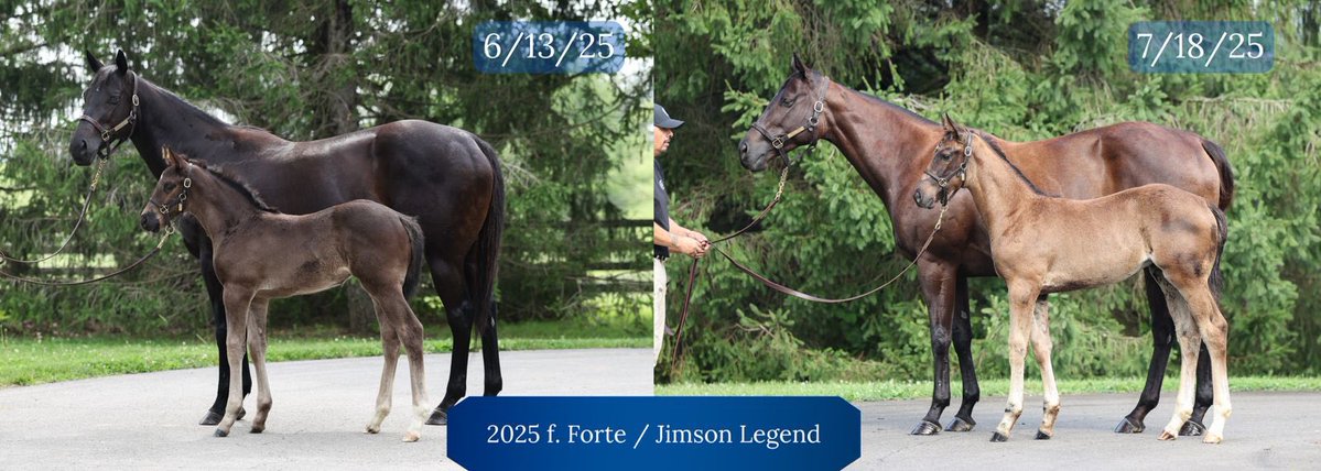 jstewartrr's tweet image. JIMSON LEGEND (FROSTED) and her 2025 filly by FORTE @resracingky