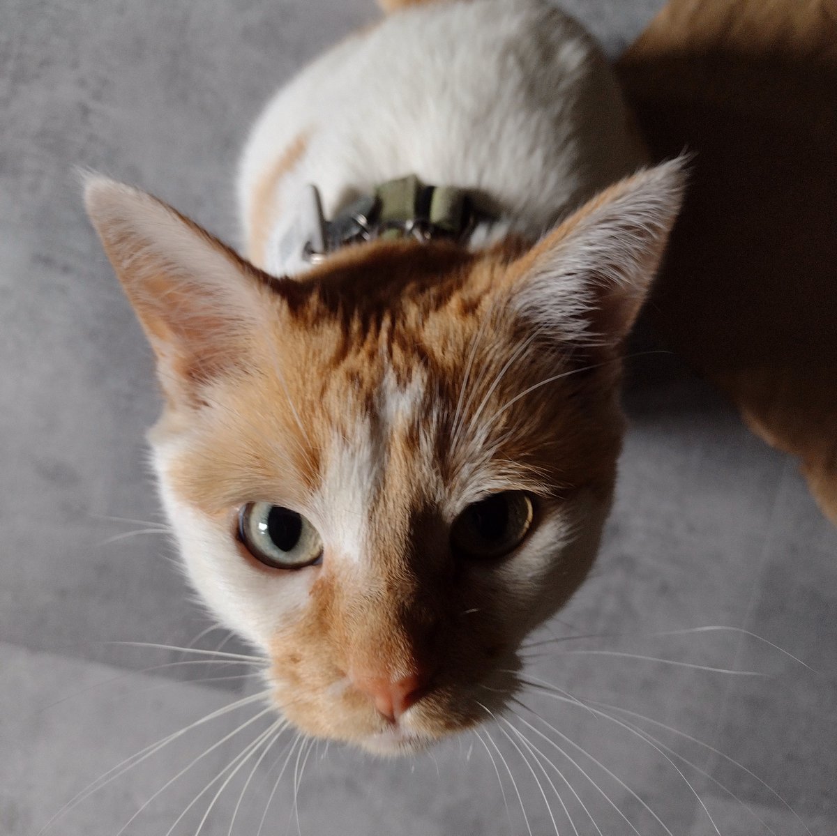 FartyCheddarCat's tweet image. I be cleber
I be kwik
I purrform
Da gwatest twik
Downstairs ware
A bord ses stop
I push fru
And den I hop
I go ware
I not can go
I not let da
Mama noe
But mama smart
And she find out
I gets in trubble
Den I pout
#CheddarPoetry #NoFair #IShudGetToGoDere #Downstairs