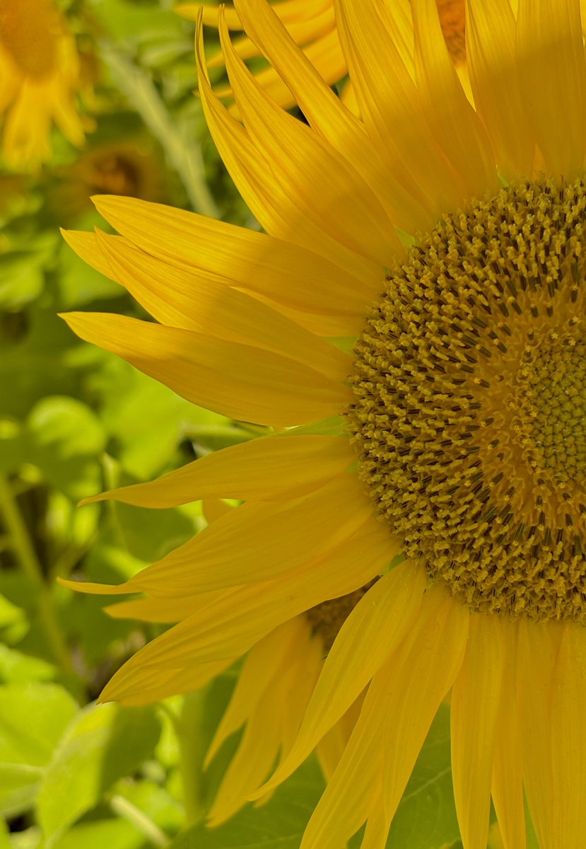 FOBpeterules's tweet image. ひまわり🌻
元気があって羨ましい( ˘͈ ᵕ ˘͈ )✨
✼••┈┈┈┈••✼••┈┈┈┈••✼
