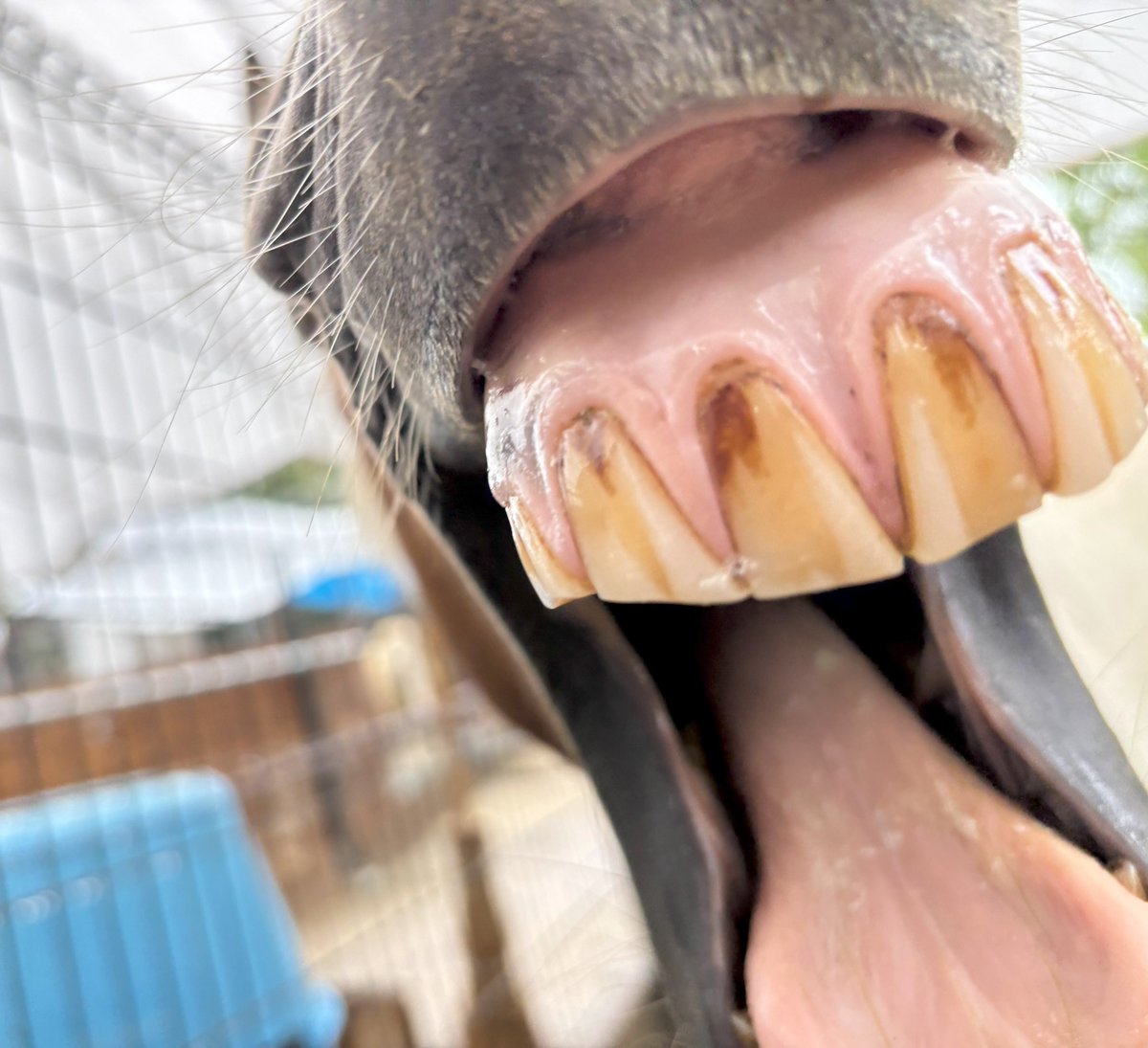 satsukiyama_zoo's tweet image. 誰でしょう？
#五月山動物園