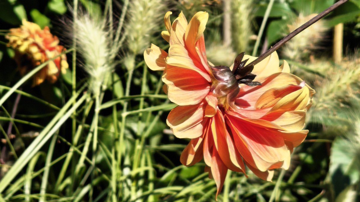 implausibleblog's tweet image. Good morning, beautiful orange petals #WithNothing Phone 3 at Nymans NT
Have a great Tuesday ☺️