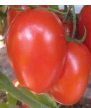 Zionseedlings's tweet image. Say goodbye to unpredictable harvests! 🌱 Our Terminator F1 tomatoes are engineered for superior yields and unmatched disease resistance. Get ready for a season of abundant, healthy tomatoes that thrive even in challenging conditions. #TerminatorF1 #TomatoHarvest