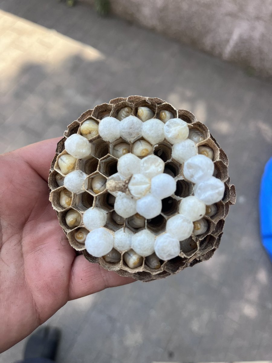 瑰夜†@蟻酸好き🐜 (@sirisixyati) / Posts / X