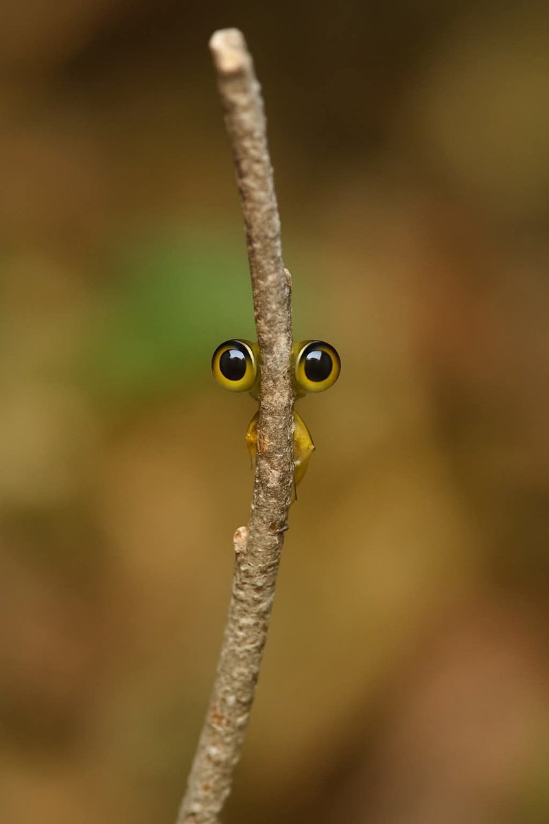 pic of the day... bon dia, good day... 😲😂😀