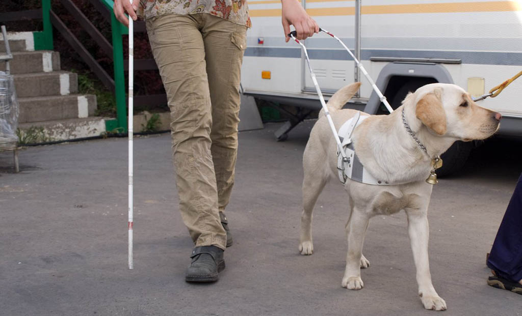 ServiciosAND's tweet image. 🦮🐕🦺 Ya está en vigor en #Andalucía❗️
La norma por la que se regula el procedimiento para el reconocimiento de la condición de perro de asistencia, su distintivo, centros de adiestramiento y el registro
Noticia: lajunta.es/5qxb5
Más info: lajunta.es/5qxb6