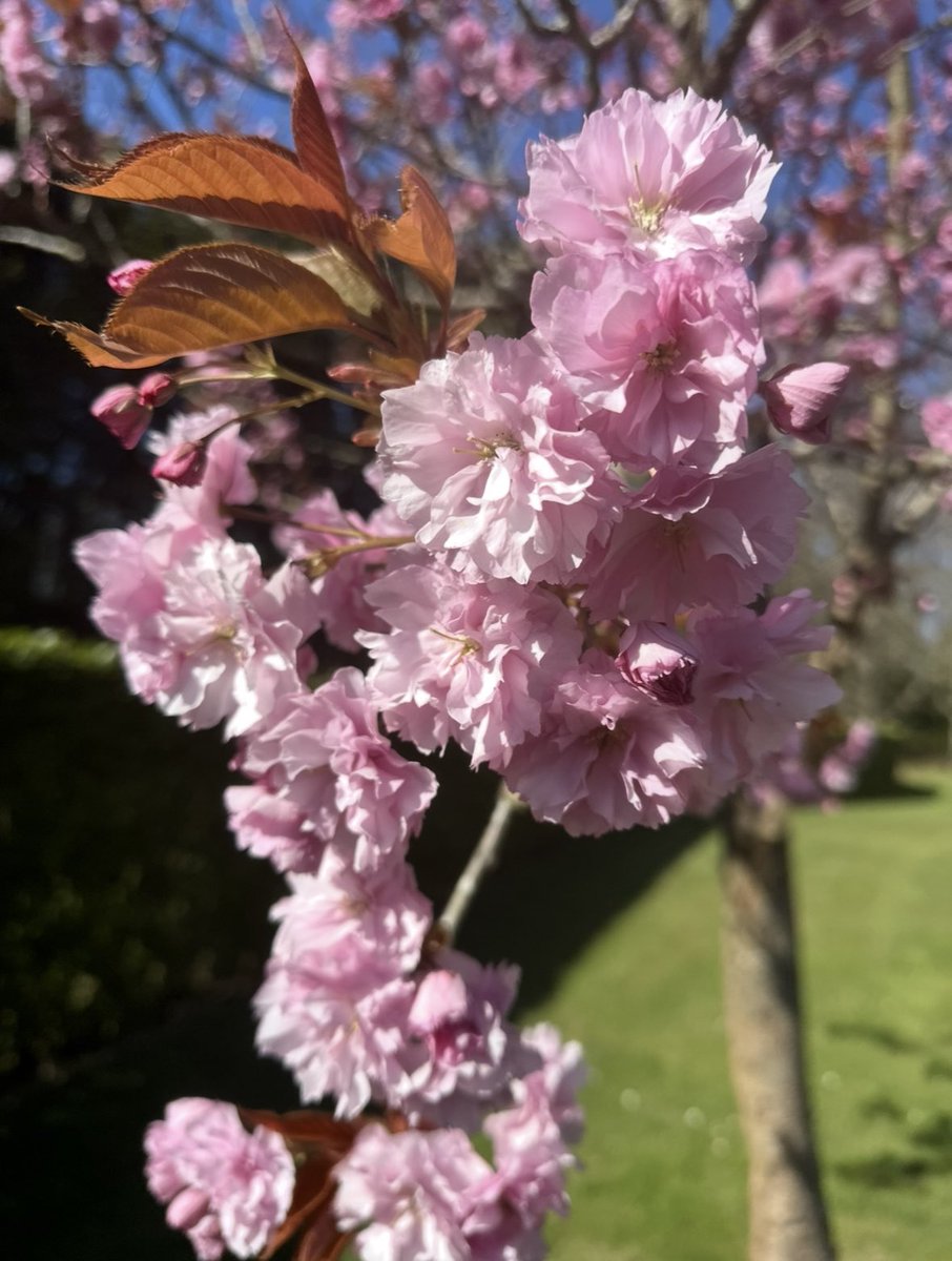 Good morning!
Here’s a fabulous tune from 70 years ago 😳 but still sounds great!
Perez Prado - ‘Cherry Pink &amp; Apple Blossom White’ youtu.be/zj64NlRnpDY
Volume up &amp; have a bit of a sway? 🎶🥳
Enjoy your day! #summersounds ☀️
📷 Spring blossom 😌