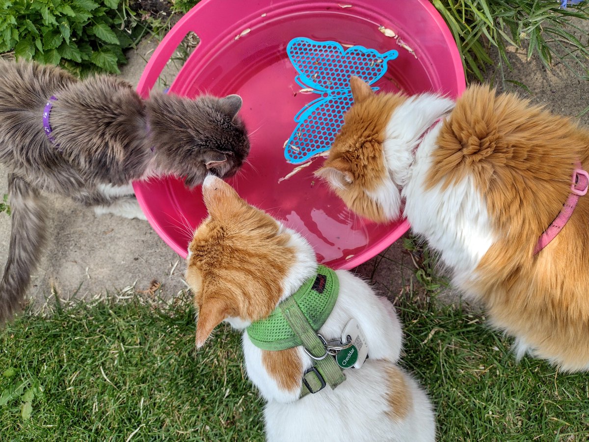 FartyCheddarCat's tweet image. Bukkit water nummy
Fwom da bukkit dat be pink
All awound, we all dos sit
And hab a nummy dwink
#CheddarPoetry #BukkitWater #FiggyNotComeForPikchur #HeTooBizzyBeingSilly