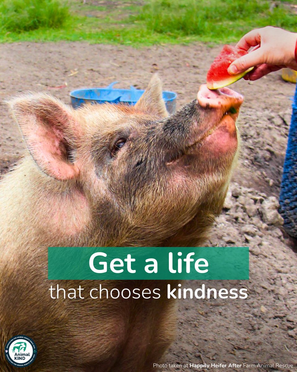 animalkind_aus's tweet image. It&apos;s never too late to start 🥦 vegan4life.org.au