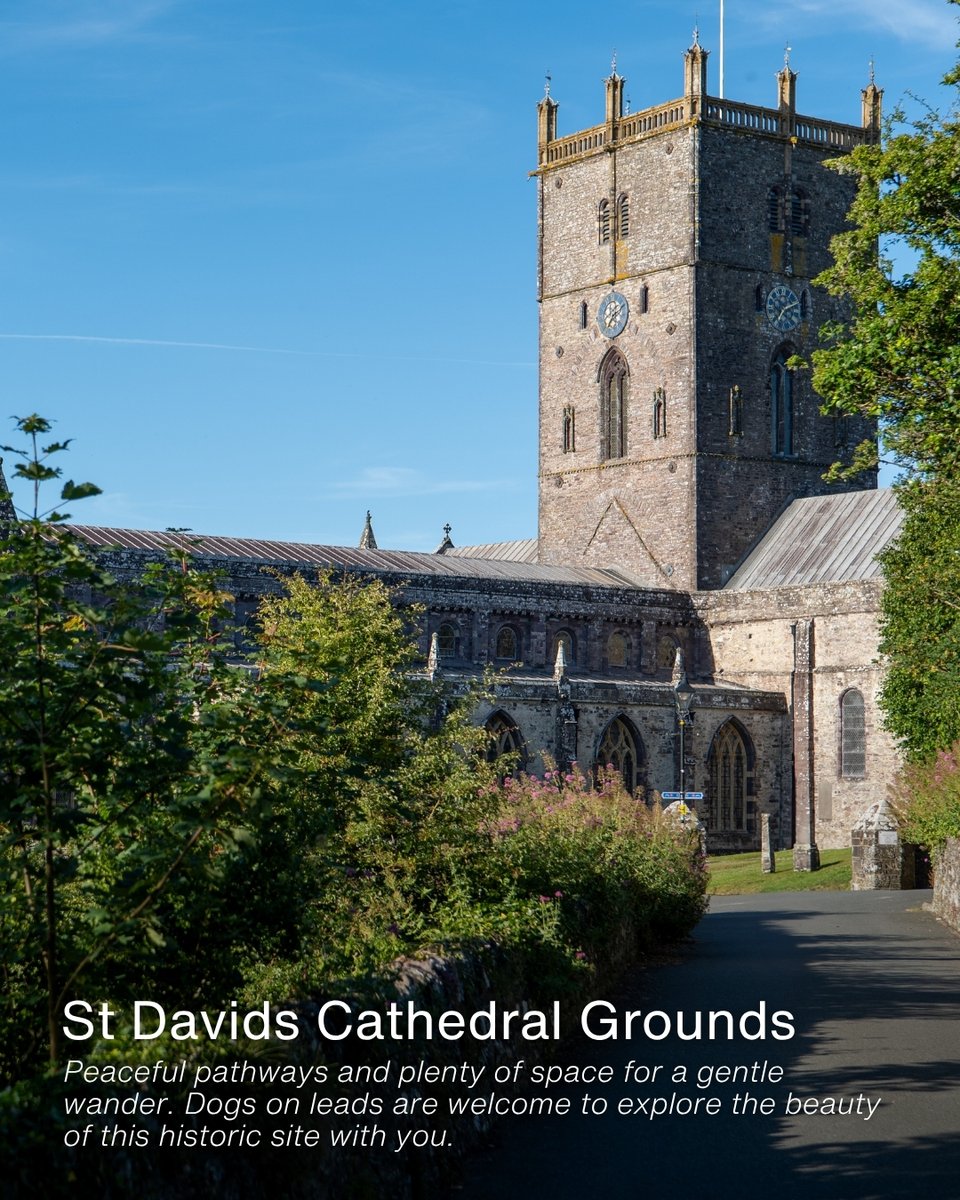 Planning a trip to St Davids with your dog?

You’re in for a treat. From breathtaking coastal walks to cosy dog-friendly cafés, there’s so much to explore together!

#twryfelinhotel #celticcollection #stdavids #pembrokeshire #dogfriendlystays