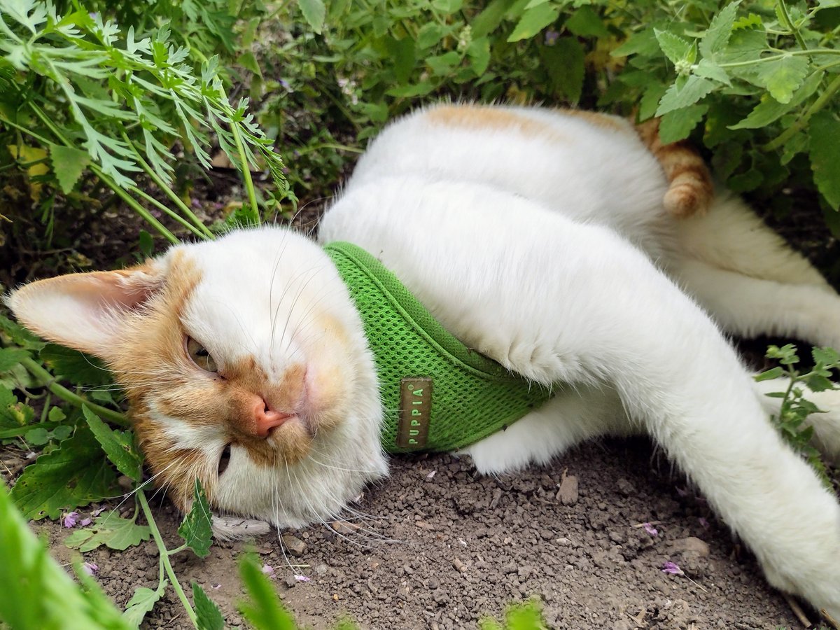 FartyCheddarCat's tweet image. In da nippy
Ware I lay
Da farrys danse
Da farrys play
I wach dem fly
Wif waynbows bwite
As dey make spargles
In da lite
#CheddarPoetry #Catnip #CatnipHappys #Farrys