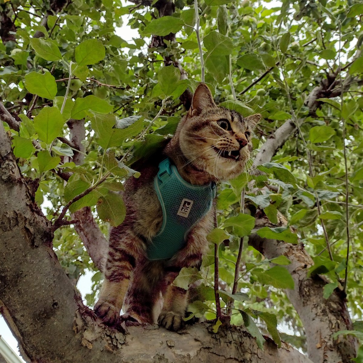 FartyCheddarCat's tweet image. Da figgy clime
In neybor twee
But dat not ware
He sposed to be
He clime up hi
His leash get stuk
Da mama sees
She mutters fug
#CheddarPoetry #MamaHadToClimeDaTweeAndFweeHim #DenHeClimeHyer #HeGetInTrubble #FugBadWor