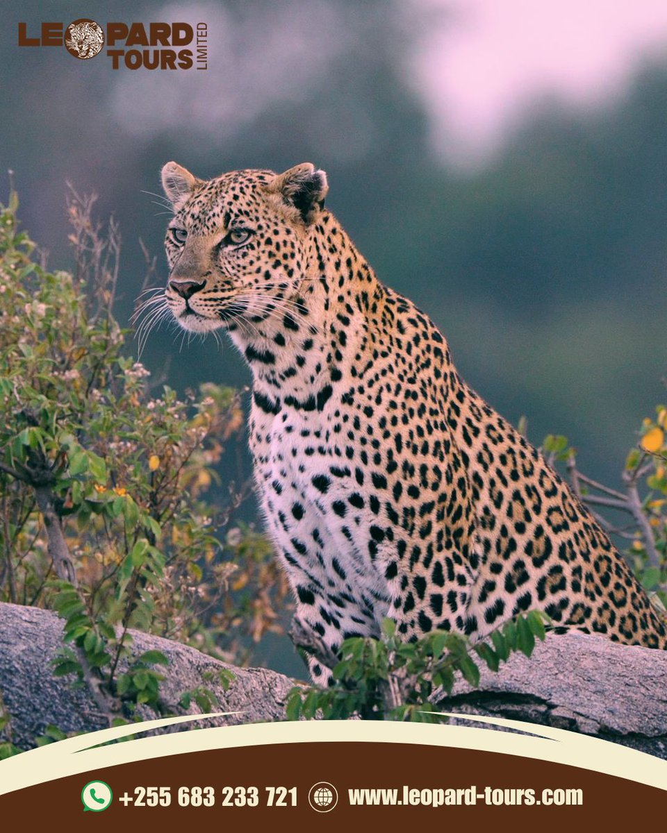 Leopard Tours Ltd tweet media