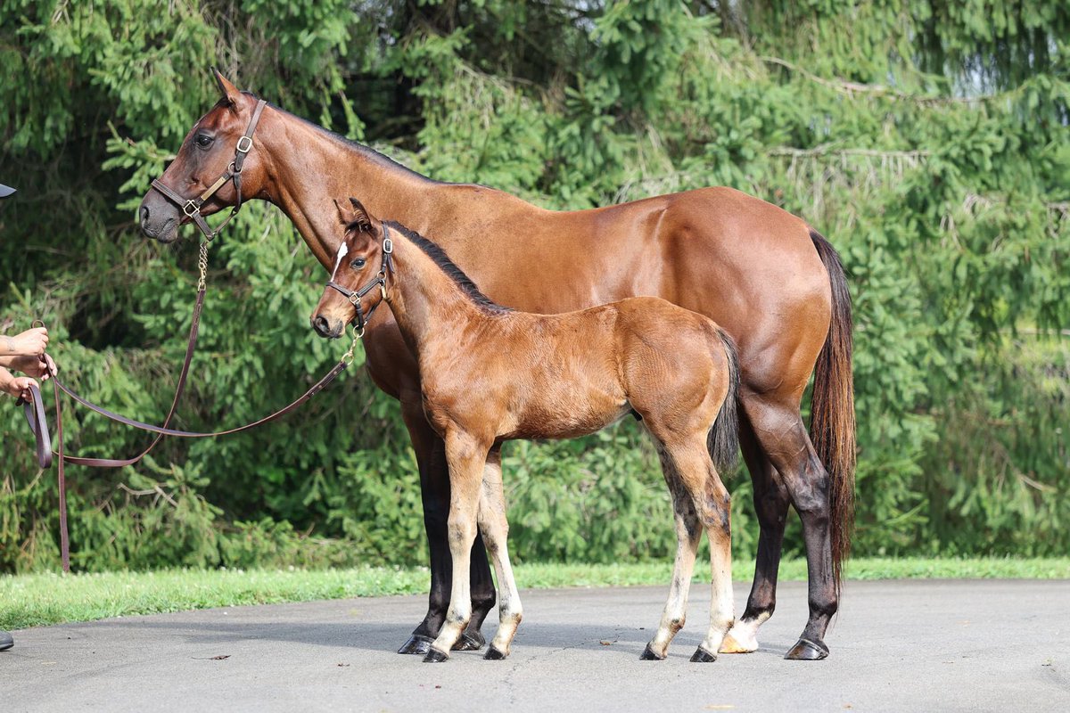 jstewartrr's tweet image. R CALLI KIM (REVOLUTIONARY) and her 2025 colt by FLIGHTLINE @LanesEndFarms @twoeight_racing