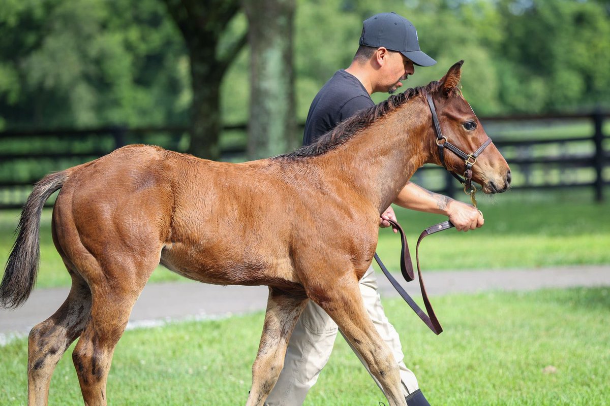 jstewartrr's tweet image. R CALLI KIM (REVOLUTIONARY) and her 2025 colt by FLIGHTLINE @LanesEndFarms @twoeight_racing