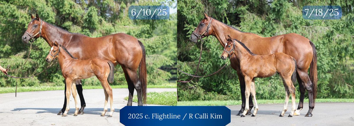 jstewartrr's tweet image. R CALLI KIM (REVOLUTIONARY) and her 2025 colt by FLIGHTLINE @LanesEndFarms @twoeight_racing