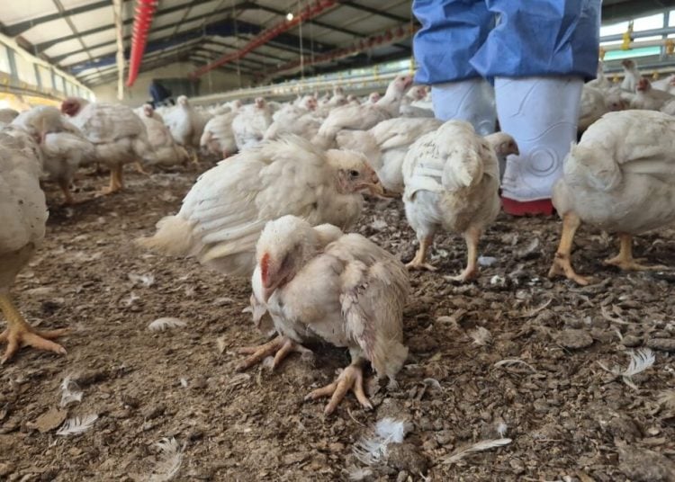 africanfarming_'s tweet image. Daybreak Foods’ business rescue receives another R150 m.
👉tinyurl.com/yf38yjd2
