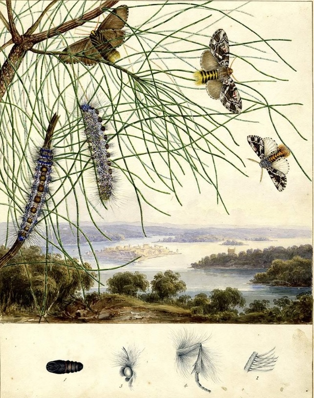 artinsociety's tweet image. Sisters Harriet & Helena Scott, avid collectors & meticulous artists, broke into the male-dominated world of 19C science, being among the first to illustrate the life histories of Australian caterpillars, moths & butterflies (1864, Australian Museum / SMH)