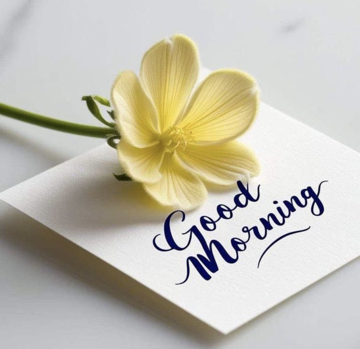 ladelichieuse's tweet image. Bonjour la France 🇫🇷, bonjour les amis twittos ! ☀️
Merci d’être là chaque jour 🙌
Que votre journée soit pleine d’énergie et de bonnes vibes ✨
Prenez soin de vous 💛
#BonneJournée #TeamX #BonjourFrance