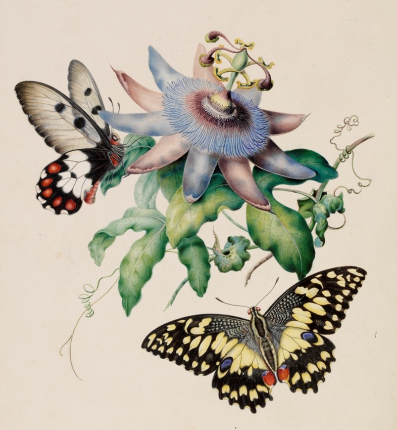 artinsociety's tweet image. Sisters Harriet & Helena Scott, avid collectors & meticulous artists, broke into the male-dominated world of 19C science, being among the first to illustrate the life histories of Australian caterpillars, moths & butterflies (1864, Australian Museum / SMH)