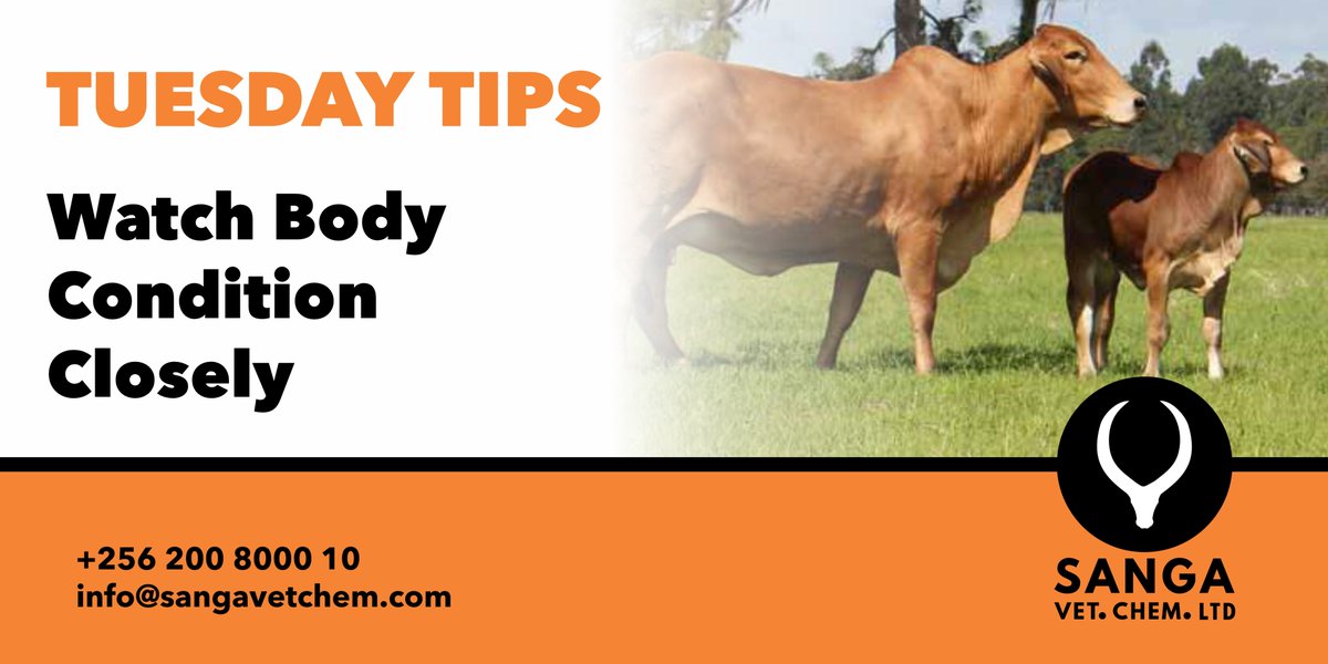 sangavetchem's tweet image. During the dry season when grazing is limited, it's important to keep a close eye on the body condition of your cows.
Too thin? She might not have the energy to fall pregnant. Too fat? It can lead to hormone problems and low fertility. The goal is a healthy balance – not too…