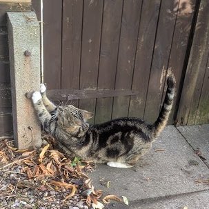 AllotmentCat's tweet image. (Amanda)
I got a bit fed up of scratching tyres so I tried something different.
I quite liked it.
It made my claws nice and sharp.
Betty wasn't impressed. She said my claws are sharp enough and she has the scars to prove it.
She's too fussy, I don't scratch her on purpose.