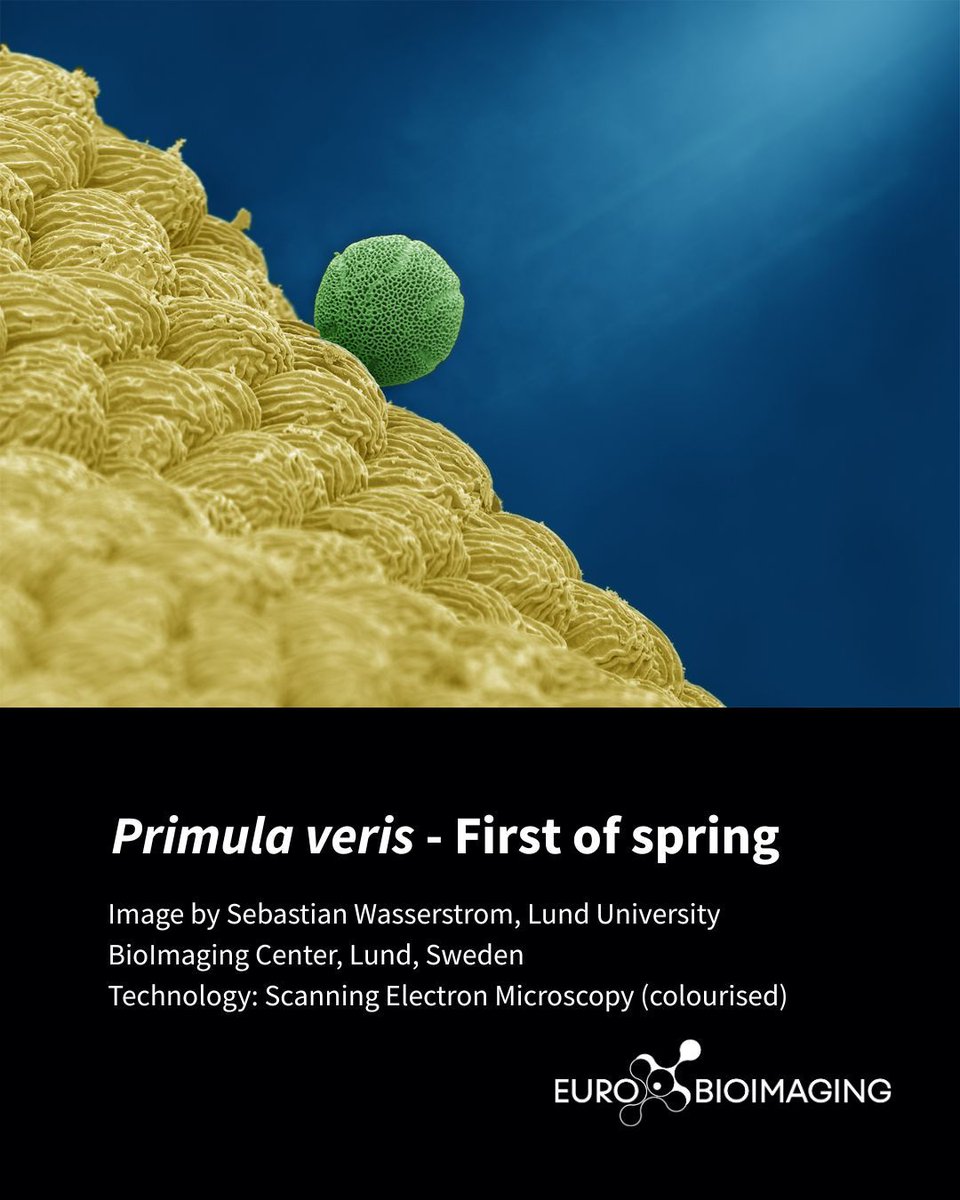 EuroBioImaging's tweet image. 🥁 We're excited to announce the winners of the "Spring" Imaging contest! 🔬
🥈 2nd prize goes to Sebastian Wasserstrom, Lund University BioImaging Center, Sweden, for Primula veris - First of spring.
Learn more!🔽
eurobioimaging.eu/news/congratul…