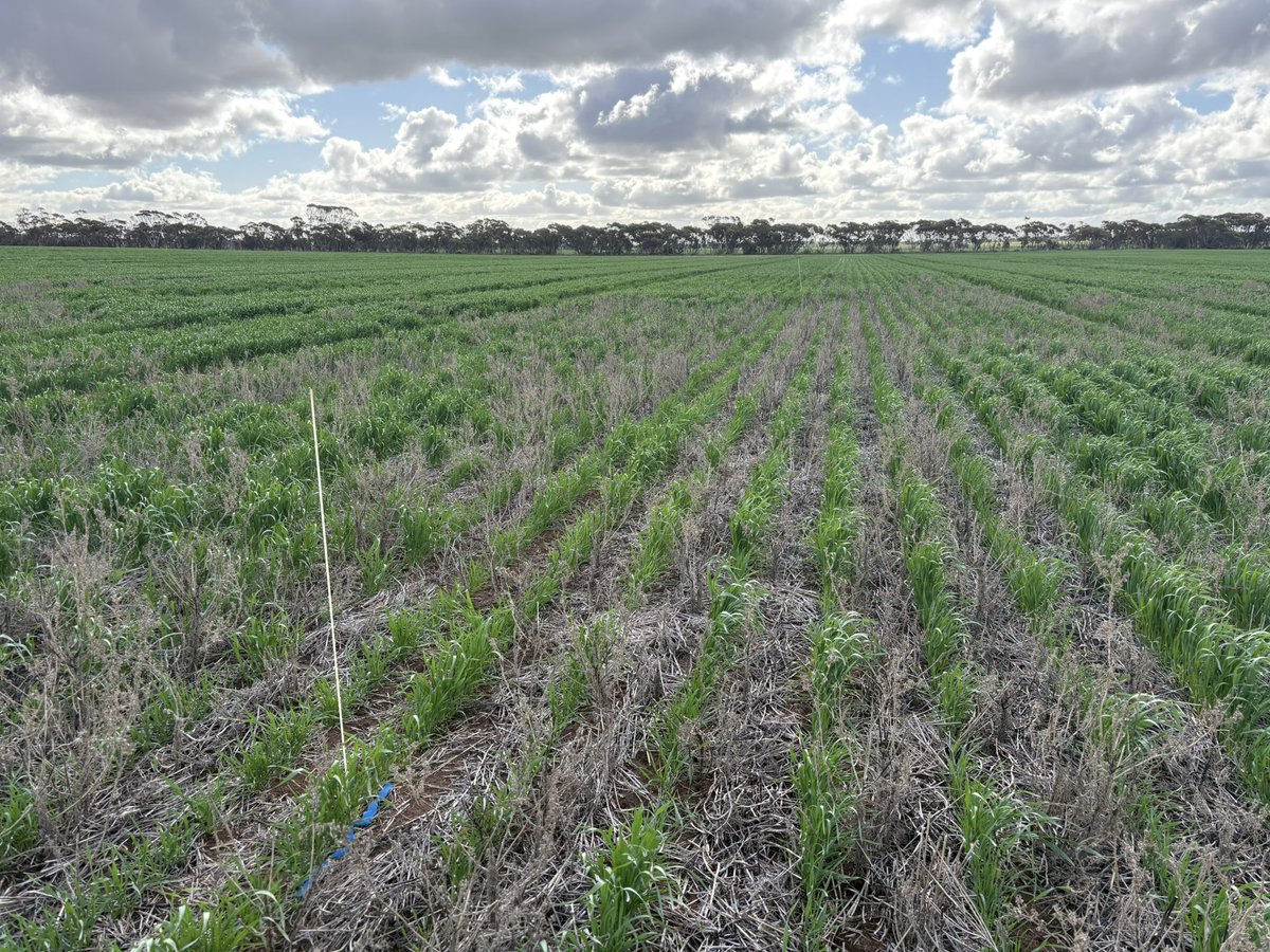 Matt Witney (@dmag_consultant) on Twitter photo Assessing residual trial work for fleabane and yes its up and away 2025 ✈️ 🌱 - looking at new ways to control resistant patches in paddocks <a href="/agrobaz/">Barry Haskins</a> <a href="/CropDoctor54/">Chris Davey</a> <a href="/SeanM_DMAg_SA/">Sean Matthewson</a> <a href="/AndrewDMAgro/">Andrew James</a> <a href="/brettbarker92/">Brett Barker</a> Assessing residual trial work for fleabane and yes its up and away 2025 ✈️ 🌱 - looking at new ways to control resistant patches in paddocks <a href="/agrobaz/">Barry Haskins</a> <a href="/CropDoctor54/">Chris Davey</a> <a href="/SeanM_DMAg_SA/">Sean Matthewson</a> <a href="/AndrewDMAgro/">Andrew James</a> <a href="/brettbarker92/">Brett Barker</a>