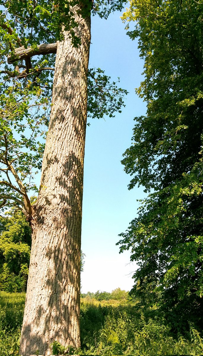 stevep1407's tweet image. Good morning tree people 🌳 have a great #thicktrunktuesday
#trees #treeclub