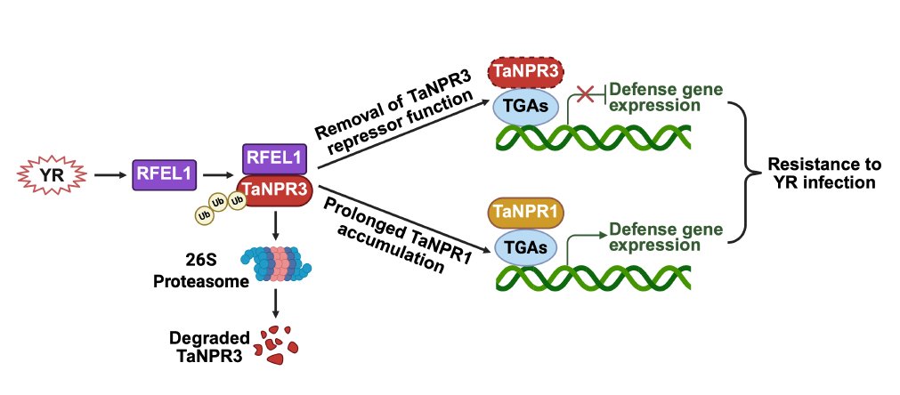 MPlantPCom's tweet image. The RING-finger ubiquitin E3 ligase RFEL1 targets wheat NPR3 for degradation to confer broad-spectrum resistance against biotrophic fungal pathogens #research #MolecularPlant cell.com/molecular-plan…
