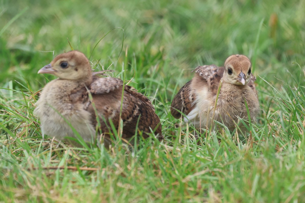 cranky1456's tweet image. It's time to sort through your #Pairs & #Duos for #TwosDay
Its wet here so to brighten up your day, we have Peachicks, Blue Tits, Coal Tit/Great Tit & GS Woodpecker & Blue Tit.
#birds #photography #EastCoastKin #birdphotography #ukbirding #naturephotography #wildlife #BirdLife