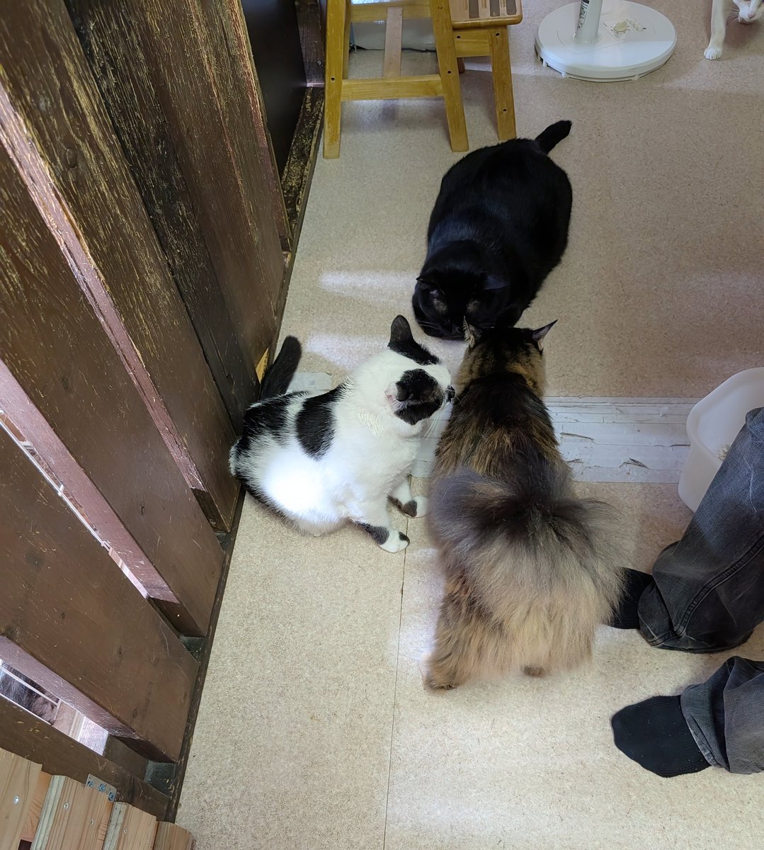 kumibin's tweet photo. 東金市のNPO法人LOVE&HANDさんにパートナーサクサクと皆の愛を乗せた支援物資をお届けに行って参りました🐱シェルターも見学させていただき🐱代表さんも善き人で🐱保護猫たちは可愛くて😸これからもできる事をしていきたいと決意を新たにした次第です😻
#NPO法人LOVEHAND
#Shinelife
#かなつ久美 https://t.co/tNMyCtWSkv