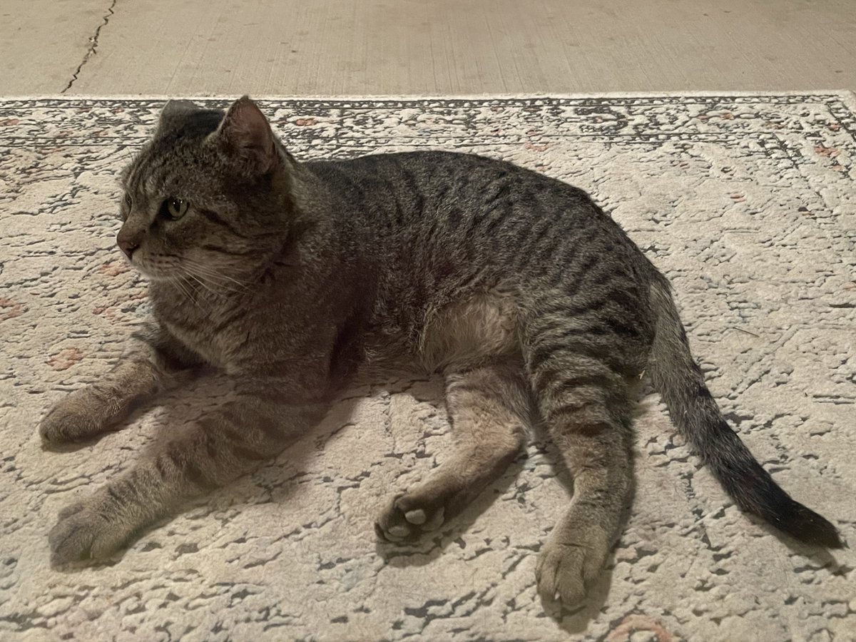 babybeginner's tweet image. Itโs never a straight line. Today Bruiser was back to hissing at me when he saw me. But he did come up and sniff my hand! No nose boops, but he came right up to me. He got a full can of wet food tonight which he says he greatly appreciated. He says hi everyone!