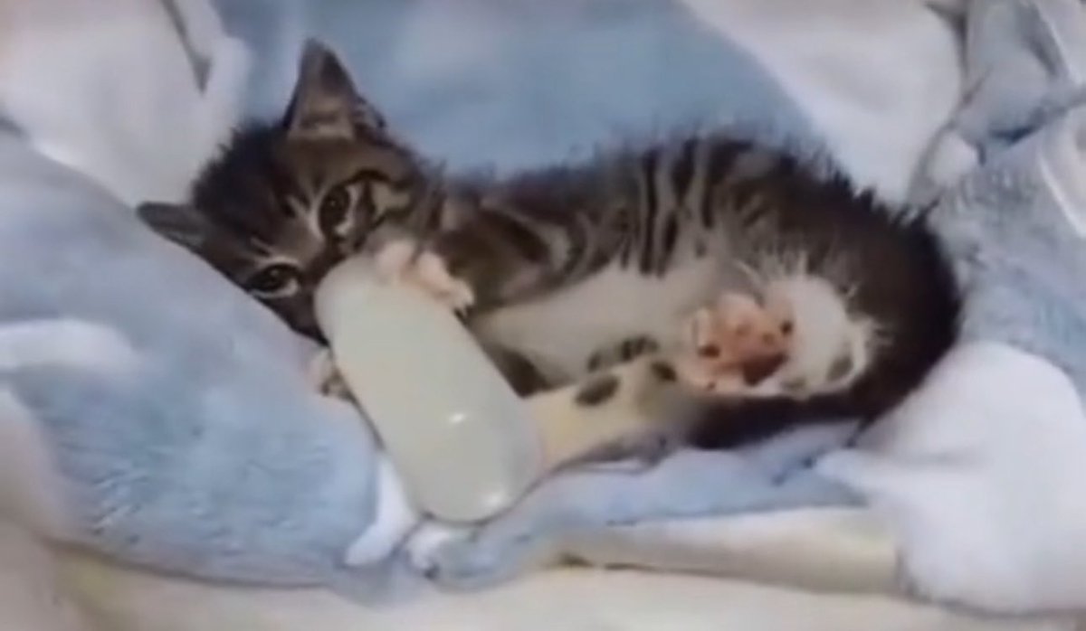 hamtergirl's tweet image. can’t wait until im making my breast milk bottles for my kids and making an extra one for my husband because he’s my handsome good boy that mommy loves