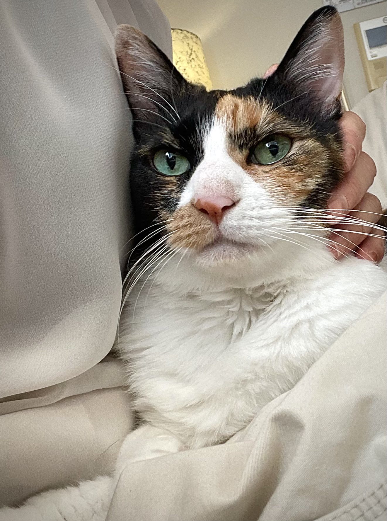 コンサーティーナ？ E7D_1223_e2590-1024x683.jpg