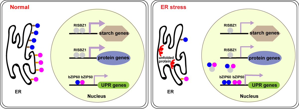 MPlantPCom's tweet image. The bZIP transcription factor RISBZ1 balances grain filling and ER stress response in rice grains #research #PlantCommunications cell.com/plant-communic…