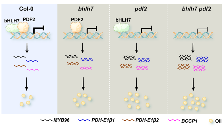 MPlantPCom's tweet image. A bHLH7–PDF2 module mediates transcriptional regulation to repress seed oil accumulation in Arabidopsis thaliana #research #PlantCommunications cell.com/plant-communic…
