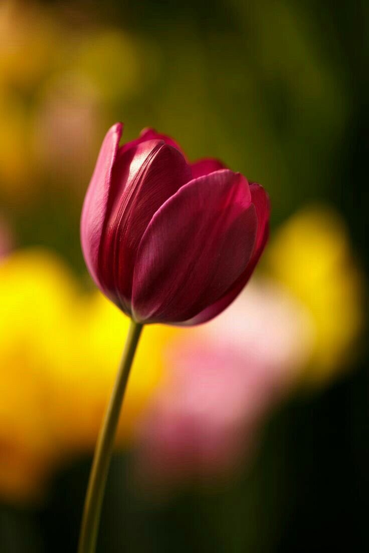 لراحة بالك 
لا تحاول ان تفهم كل شيء